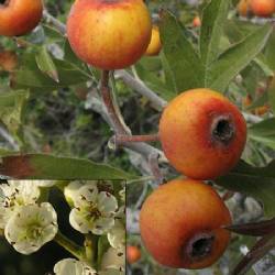 Crataegus pontica C. KOCH 